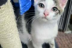Snickers, 2m, Unalt. M, Bonded w/Gin