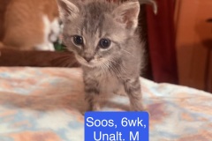 Soos, 6wk, Unalt. M