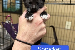 Sprocket, 5wk, Unalt. M