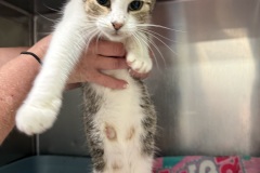 Stratus, 1y, Unalt. F
