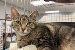 Sunny, 1y, SF