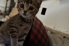 Thunderpuff, 2m, SF
