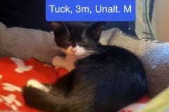 Tuck, 3m, Unalt. M