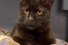 URSALA, DSH, DOB: 7#, Female (spayed), black