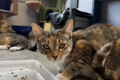 Valerie, 9m, SF