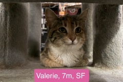 Valerie, 7m, SF