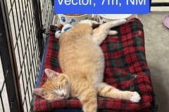 Vector, 7m, NM, Dental Needed