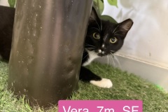Vera, 7m, SF
