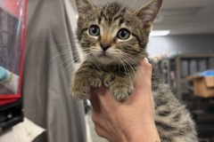 Walnut, 3m, NM, Polydactyl