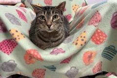 Willa Mae, 3y, SF, Dental Needed