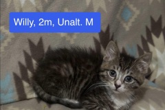 Willy, 2m, Unalt. M