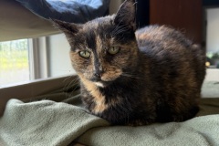 Wilma, 11y, SF, Dental Needed