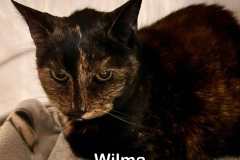 WILMA, DSH, DOB: 2/7/15, Female (spayed), calico
