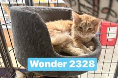 Wonder-NM-5m
