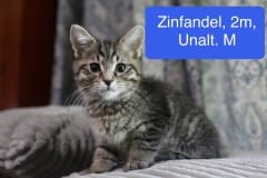 Zinfandel, 2m, Unalt. M