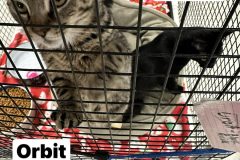 comet NM -and-orbit SF 7-8m