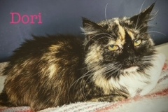 DORI, DLH, DOB: 12/3/20, Female (spayed), torti
