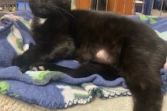 GLACIER, DSH, DOB: 4/16/24, Female (spayed), black