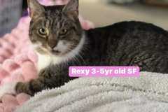 rexy adult spayed female