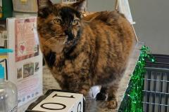 SHANTI, DMH, DOB: 5/2/19, Female (spayed), torti