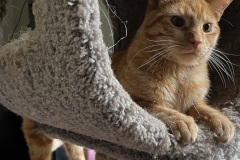 Tippie Toes, 2y, NM, Special Req.
