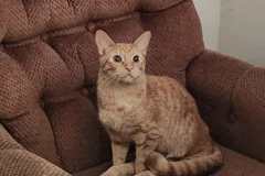Tippie Toes, 2y, NM, Special Req.