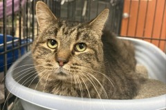 TRACKER, DSH, 3 years, Male (neutered), tiger