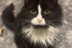 xavier intact male about 1 year or little less