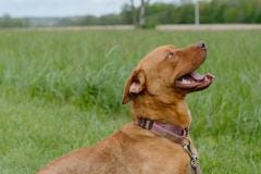 AXEL, Bully Type X, 11 months, Male (neutered), 45#, Reddish Brown