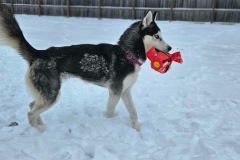 BLUE IVY, Husky, 1 year, Female (will be spayed)