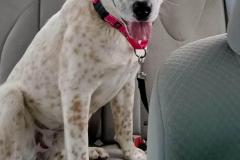 GAVIN, Cattle Dog/Bully Type X, 7-8 months, Male (neutered), Red/White Ticking