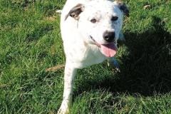 GRIFFEN, Cattle Dog/Bully Type, 7-8 months, Male (neutered), 50#, red/white ticking