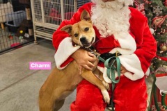 CHARM, Bully Type X, 1.5 years, Female (spayed)