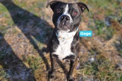 GAGE, Bully Type X,  1 year, Male (neutered)