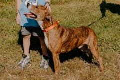 KIRK, Bully Type X, 1 year, Male (neutered), 55#, brindle/white