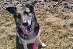 MOCHA, German Shepherd, 5 years, Female (spayed), 70#, Tri-colored