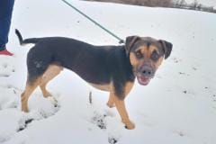 PATRICK, Lab/Doberman X, Male (neutered), black/tan