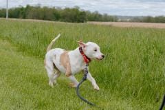 PEARL, Bully Type X, 1-2 years. Female (spayed), 48#, white/tan