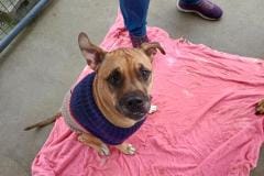 RITA, Bully Type X, 5-6 years, Female (spayed), 55#, reddish brown/white