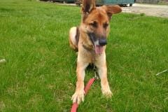 STORY, German Shepherd, 1-2 years, Female (spayed), 61#, tan/black