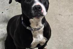 Zyrah 1 year, Boxer Bully Type X, Female Spayed 