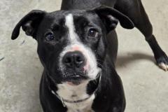 Zyrah 1 year, Boxer Bully Type X, Female Spayed 