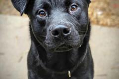 Pumba, Shepherd Bully Type X, 1.5yr, Male (neutered)