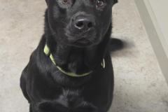 Pumba, Shepherd Bully Type X, 1.5yr, Male (neutered)
