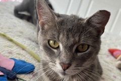Zelda