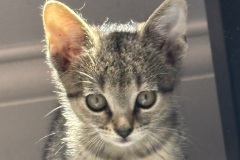 A018072-F-Ziva