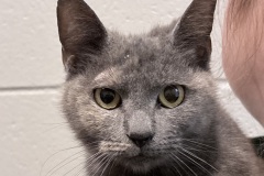 Alice, spayed female, 1 year, DL tortie, DSH