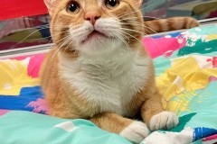 Atticus, neutered male, 1 year, org/white, DSH