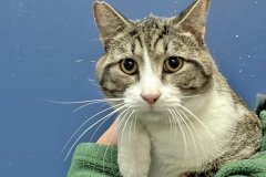 Casserole, neutered male, 2 years, DSH