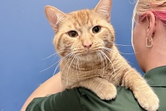 Cheeto-A017658-M-1